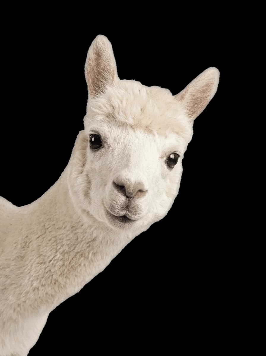 Alpaka Boška